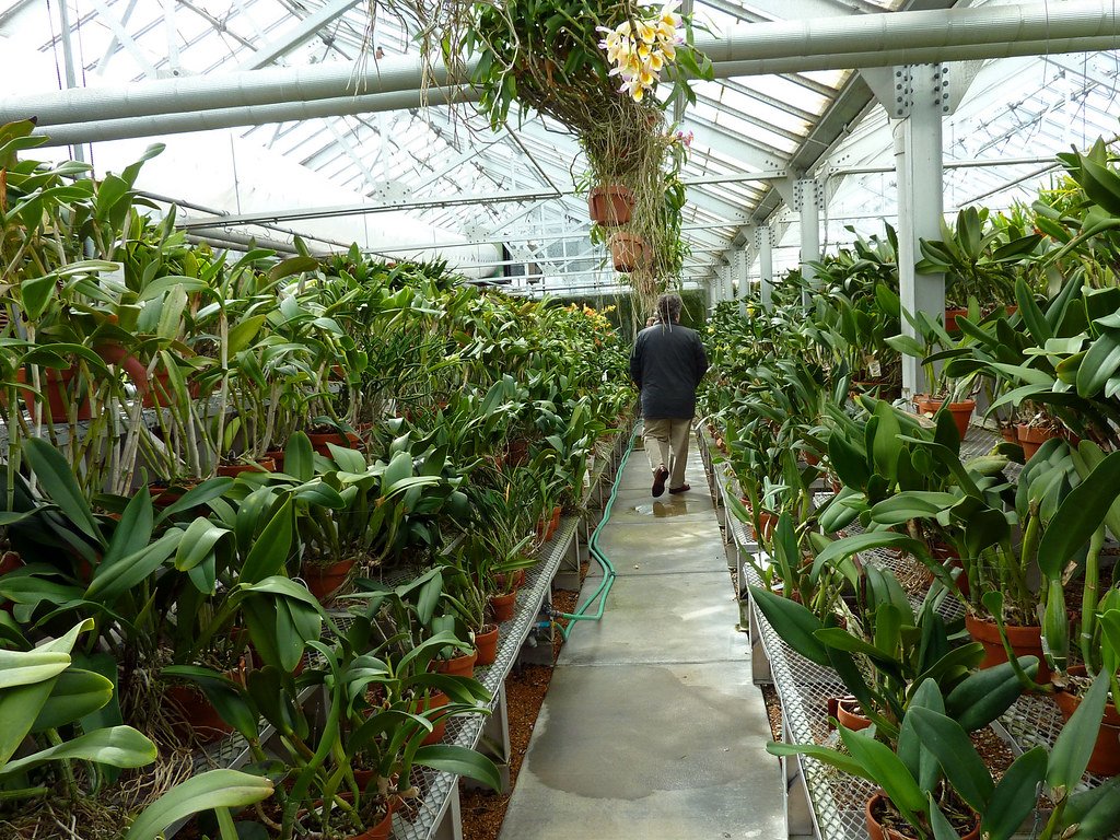orchid greenhouse
