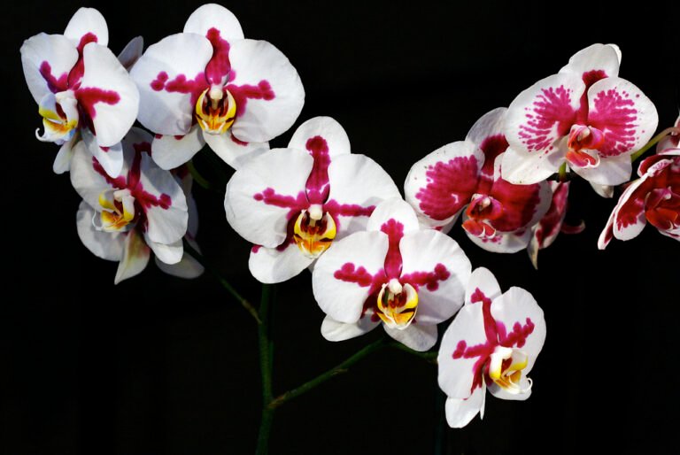 orchid flowers pink