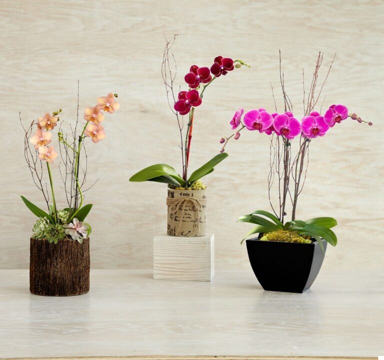phalaenopsis orchid pot