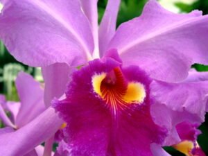 cattleya orchid