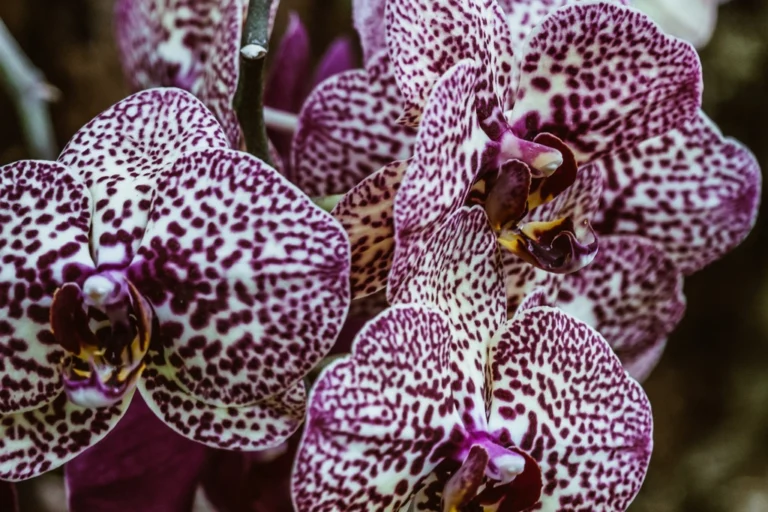 purple orchid flower