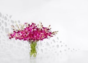 dendrobium orchid