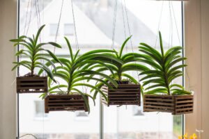 orchid plant indoor window