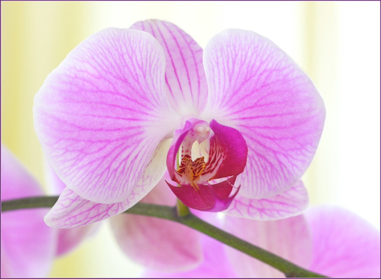Pink Phalaenopsis orchid flowers
