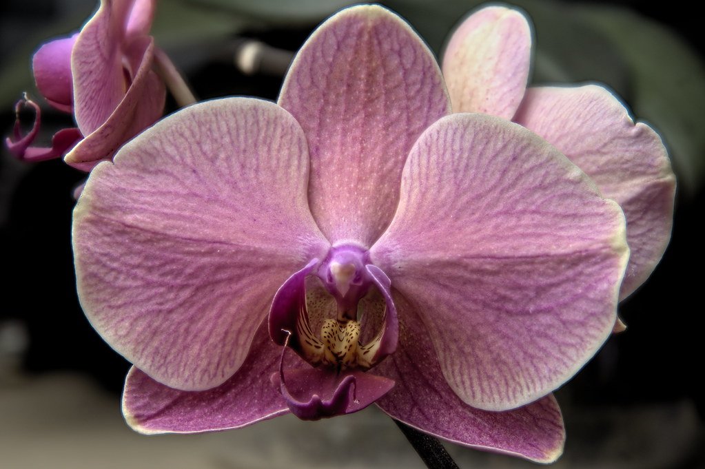 pink phalaenopsis orchid flowers