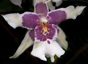 miltonia orchid