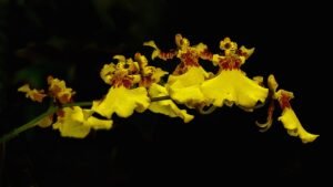 oncidium orchid
