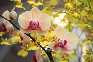 orchid flower buds