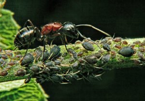 aphids leaf