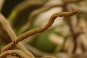 orchid aerial roots