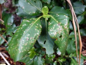 leaf spot disease