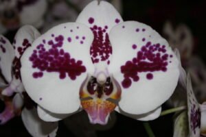 orchid leaf macro