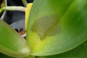 orchid leaf
