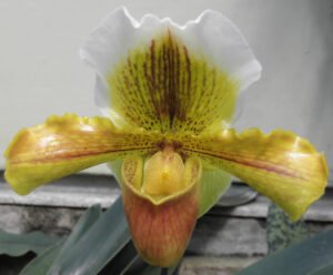 paphiopedilum orchid