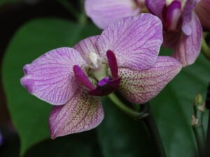 phalaenopsis orchid