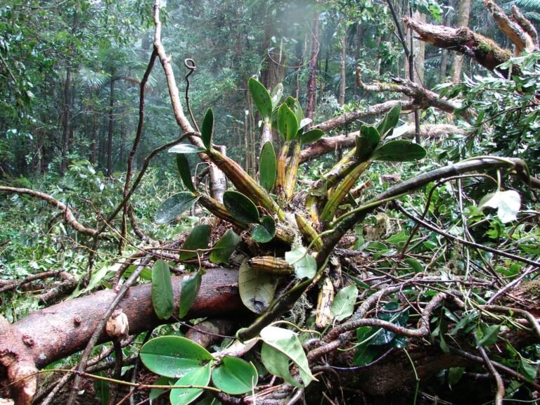 orchid pseudobulb