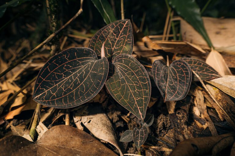 orchid bark potting mix