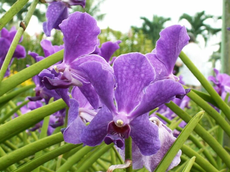 orchid flowers variety