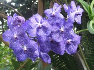 vanda orchid